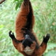 Red ruffed lemur (Varecia rubra) Red ruffed lemur (Varecia rubra) - PhotoDune Item for Sale
