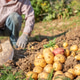 a man with a shovel harvests potatoes. Organic food. a man with a shovel harvests potatoes. Organic food. - PhotoDune Item for Sale