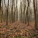 Winter Woods background Winter Woods background - PhotoDune Item for Sale