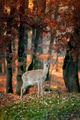Whitetail Deer standing in autumn day Whitetail Deer standing in autumn day - PhotoDune Item for Sale