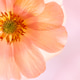 A Close Up Photo of Orange Ranunculus Flower A Close Up Photo of Orange Ranunculus Flower - PhotoDune Item for Sale