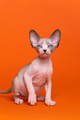 Full length portrait of Canadian Sphynx Cat of seal mink and white color sitting orange background Full length portrait of Canadian Sphynx Cat of seal mink and white color sitting orange background - PhotoDune Item for Sale