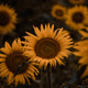 sunflower dramatic shoot sunflower dramatic shoot - PhotoDune Item for Sale