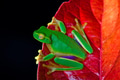 Little green tree frog sitting on red leaf Little green tree frog sitting on red leaf - PhotoDune Item for Sale