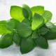 Lemon Basil leaves over light textured backdrop. Ocimum basilicum herb Lemon Basil leaves over light textured backdrop. Ocimum basilicum herb - PhotoDune Item for Sale