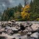 Forest river Forest river - PhotoDune Item for Sale