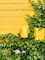 Yellow Brick Wall with Green Ivy Growing and Spreading on it. Background with Copy Space Yellow Brick Wall with Green Ivy Growing and Spreading on it. Background with Copy Space - PhotoDune Item for Sale