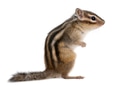 Siberian chipmunk, Euamias sibiricus, standing in front of white background Siberian chipmunk, Euamias sibiricus, standing in front of white background - PhotoDune Item for Sale