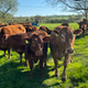 Herd of cows in field, Somerset, UK Herd of cows in field, Somerset, UK - PhotoDune Item for Sale