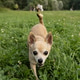 mall beige Chihuahua dog walks in the park or in the green forest, training and raising. mall beige Chihuahua dog walks in the park or in the green forest, training and raising. - PhotoDune Item for Sale