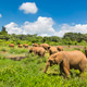 Baby Elephants in Nairobi National Park, Kenya Baby Elephants in Nairobi National Park, Kenya - PhotoDune Item for Sale