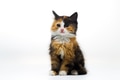 Furry kitten on white background isolated Furry kitten on white background isolated - PhotoDune Item for Sale
