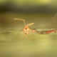 Ant Swimming Water Ant Swimming Water - PhotoDune Item for Sale