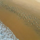 a flock of white small birds on the seashore on the sand view fron top drone in Goa a flock of white small birds on the seashore on the sand view fron top drone in Goa - PhotoDune Item for Sale