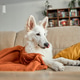 A Swiss shepherd puppy lies on the living room couch covered with a knitted blanket. A Swiss shepherd puppy lies on the living room couch covered with a knitted blanket. - PhotoDune Item for Sale