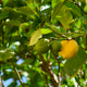 Ripe yellow lemon growing on a lemon tree Ripe yellow lemon growing on a lemon tree - PhotoDune Item for Sale