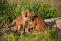 Red fox, vulpes vulpes, small young cubs near den playing Red fox, vulpes vulpes, small young cubs near den playing - PhotoDune Item for Sale