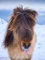 A portrait of a horse in Iceland. Wild horse. Horse on the Westfjord in Iceland. A portrait of a horse in Iceland. Wild horse. Horse on the Westfjord in Iceland. - PhotoDune Item for Sale