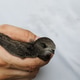 A swift bird in a man's hand inside an office illustrating the intersection of city and nature A swift bird in a man's hand inside an office illustrating the intersection of city and nature - PhotoDune Item for Sale