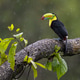 Keel-billed Toucan (Ramphastos sulfuratus) Perched in the Rain in Costa Rica Keel-billed Toucan (Ramphastos sulfuratus) Perched in the Rain in Costa Rica - PhotoDune Item for Sale