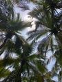 Looking up & relaxed enjoying the beauty & great feeling of the palm trees. Tropical. Green. Travel Looking up & relaxed enjoying the beauty & great feeling of the palm trees. Tropical. Green. Travel - PhotoDune Item for Sale