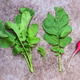 Parts of a radish plant, Green leaves, radish on Concrete background. Parts of a radish plant, Green leaves, radish on Concrete background. - PhotoDune Item for Sale