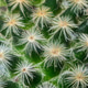 macro cactus spines texture background macro cactus spines texture background - PhotoDune Item for Sale