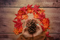 Woman hands holding pine cone on wooden background with autumn maple leaves. Woman hands holding pine cone on wooden background with autumn maple leaves. - PhotoDune Item for Sale