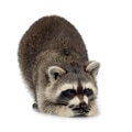 raccoon (9 months) - Procyon lotor raccoon (9 months) - Procyon lotor - PhotoDune Item for Sale