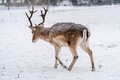 Fallow stag deer with antlers walking in the local park during a snow storm from behind Fallow stag deer with antlers walking in the local park during a snow storm from behind - PhotoDune Item for Sale