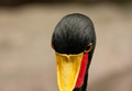 Saddle-billed stork(Ephippiorhynchus senegalensis) closeup Saddle-billed stork(Ephippiorhynchus senegalensis) closeup - PhotoDune Item for Sale