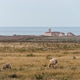 Scenic view of a lighthouse on Menorca island with sheep grazing in the foreground. Scenic view of a lighthouse on Menorca island with sheep grazing in the foreground. - PhotoDune Item for Sale