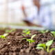 Close up of vegetable seedlings in soil under sunlight with scientist observing in greenhouse farm. Close up of vegetable seedlings in soil under sunlight with scientist observing in greenhouse farm. - PhotoDune Item for Sale