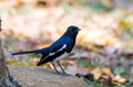 Oriental magpie-robin or Copsychus saularis on the ground Oriental magpie-robin or Copsychus saularis on the ground - PhotoDune Item for Sale