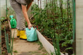 Mature woman with watering can gardening in greenhouse at home - shot in slow motion Mature woman with watering can gardening in greenhouse at home - shot in slow motion - PhotoDune Item for Sale
