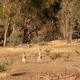 Two kangaroos Two kangaroos - PhotoDune Item for Sale