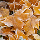 Close-up of pile of yellow maple leaves covered with frost. concept of autumn and beauty of nature Close-up of pile of yellow maple leaves covered with frost. concept of autumn and beauty of nature - PhotoDune Item for Sale