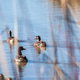 Greater White-fronted Geese swimming in a lake Greater White-fronted Geese swimming in a lake - PhotoDune Item for Sale