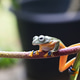 The green tree frog, Rhacophorus reinwardtii The green tree frog, Rhacophorus reinwardtii - PhotoDune Item for Sale