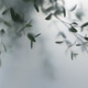 Soft green leaves behind frosted glass with natural light Soft green leaves behind frosted glass with natural light - PhotoDune Item for Sale