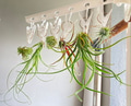 Air plants hung to dry after soaking in water with fertiliser Air plants hung to dry after soaking in water with fertiliser - PhotoDune Item for Sale