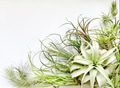 Flat lay of a variety of air plants with copy space Flat lay of a variety of air plants with copy space - PhotoDune Item for Sale