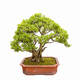 boxwood tree bonsai boxwood tree bonsai - PhotoDune Item for Sale