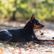 Miniature Pinscher Lying on Forest Ground in Natural Light Miniature Pinscher Lying on Forest Ground in Natural Light - PhotoDune Item for Sale