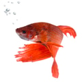 Siamese fighting fish Siamese fighting fish - PhotoDune Item for Sale