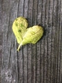 Yellow/green textured leaf with a shape of a heart on a wooden surface. Background with copy space Yellow/green textured leaf with a shape of a heart on a wooden surface. Background with copy space - PhotoDune Item for Sale