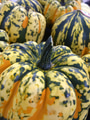 Overhead closeup of pumpkins at the pumpkin patch farm during Fall season Overhead closeup of pumpkins at the pumpkin patch farm during Fall season - PhotoDune Item for Sale