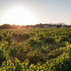View of beautiful Vineyard landscape in Greece. View of beautiful Vineyard landscape in Greece. - PhotoDune Item for Sale