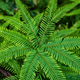 Sticherus flabellatus, also know as shiny fan fern or umbrella fern. Green nature background Sticherus flabellatus, also know as shiny fan fern or umbrella fern. Green nature background - PhotoDune Item for Sale