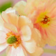 Two Close Up Peach Colored Ranunculus Flowers Two Close Up Peach Colored Ranunculus Flowers - PhotoDune Item for Sale